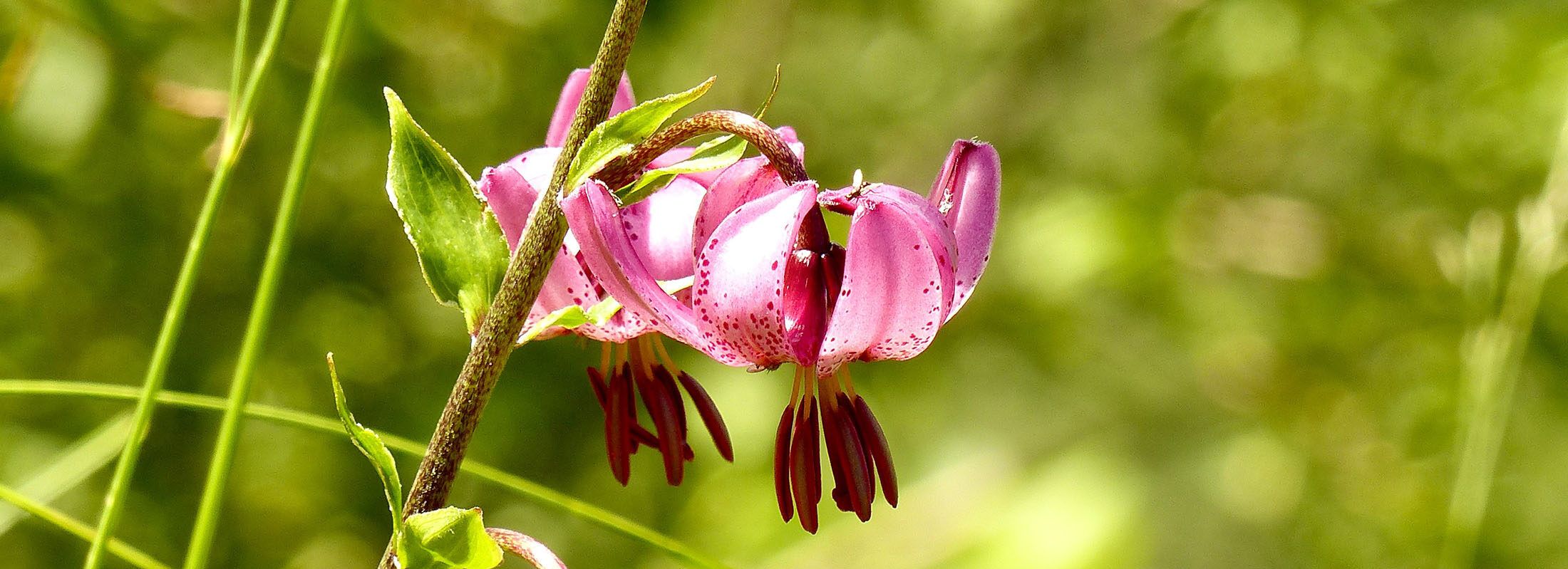 Einleitungsbild_Blumen_Astrologische-Psychologie_neu